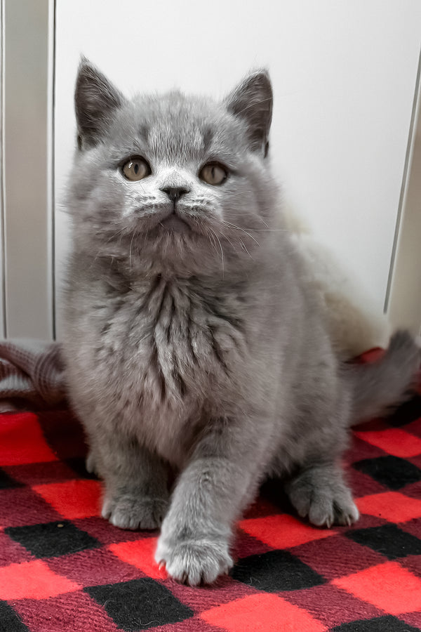 Igonist | British Shorthair Kitten