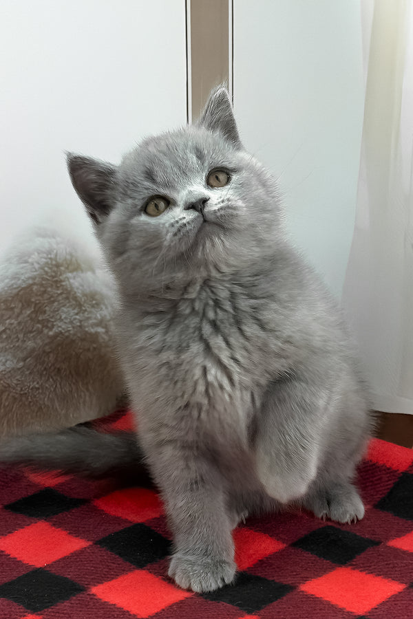 Igonist | British Shorthair Kitten