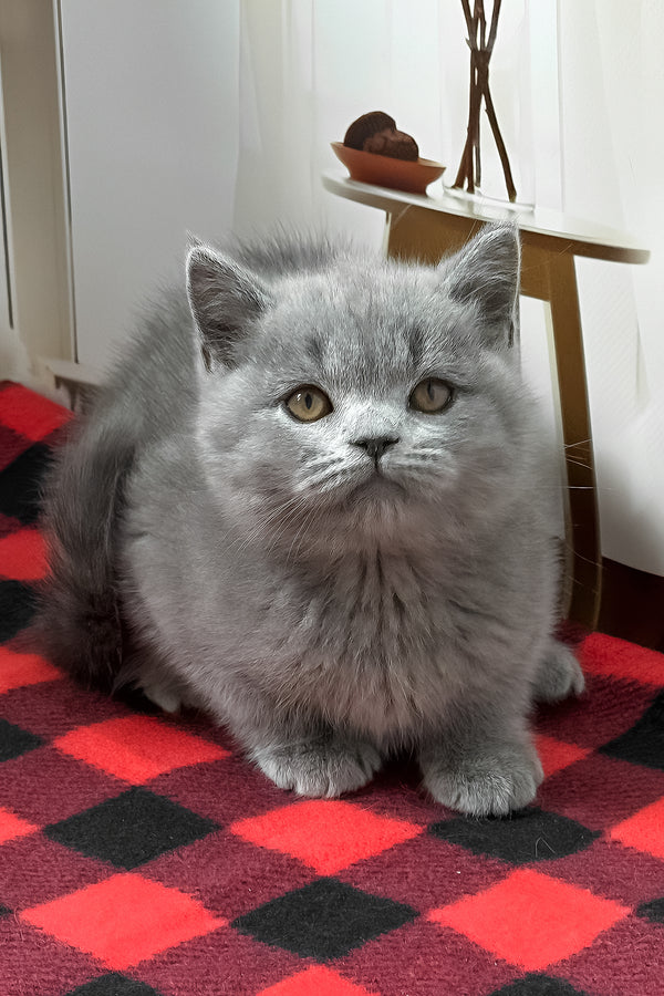 Igonist | British Shorthair Kitten
