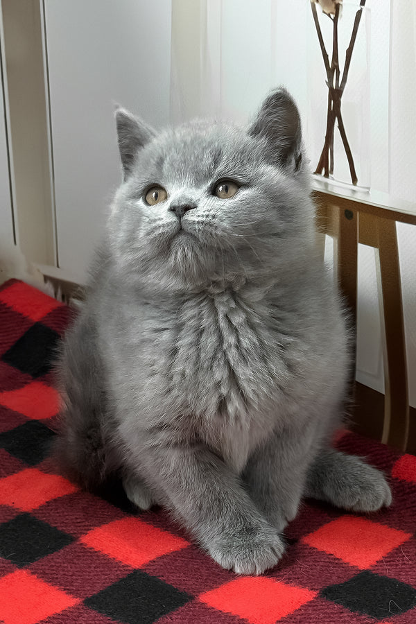 Igonist | British Shorthair Kitten