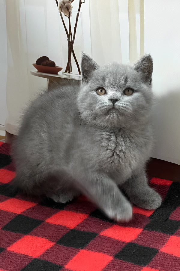 Igonist | British Shorthair Kitten