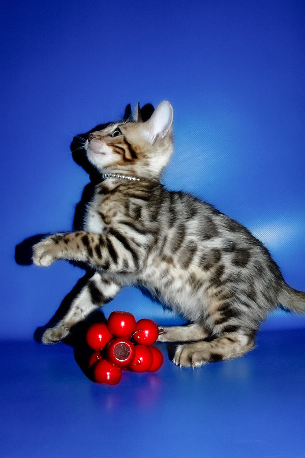 Ilan | Bengal Kitten