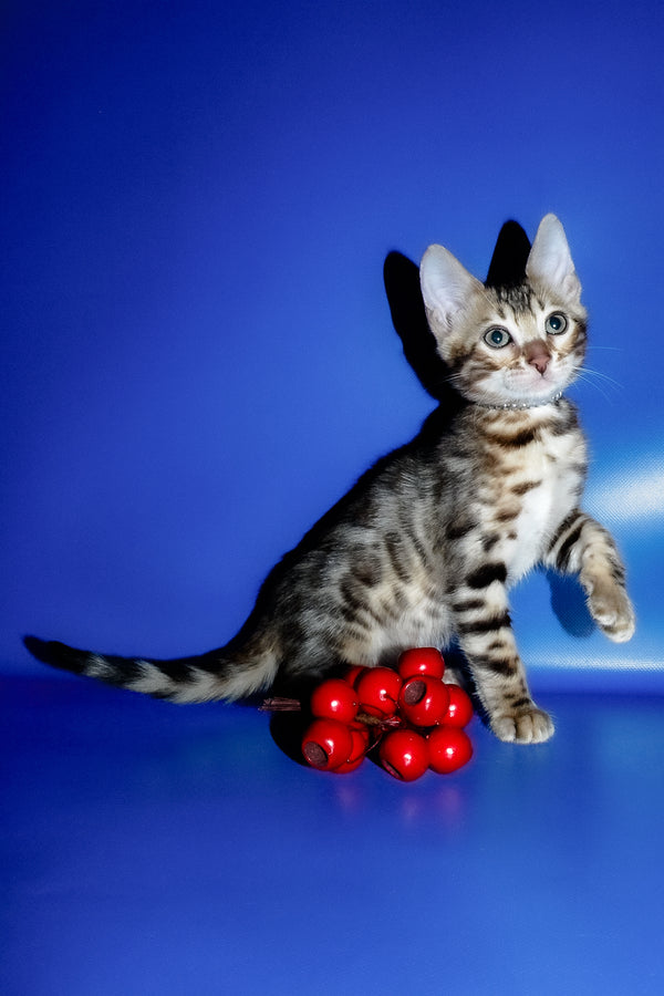 Ilan | Bengal Kitten