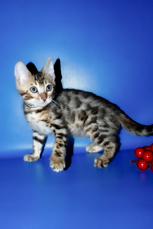 Ilan | Bengal Kitten