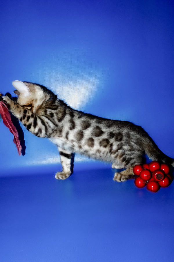 Ilan | Bengal Kitten
