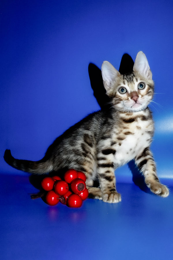 Ilan | Bengal Kitten