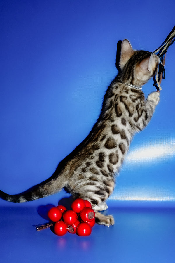 Ilan | Bengal Kitten