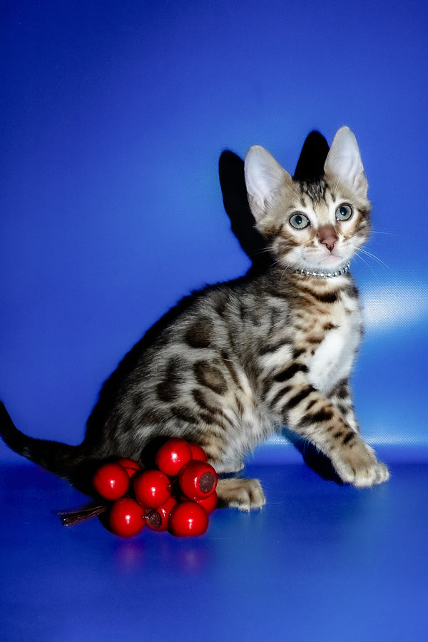 Ilan | Bengal Kitten