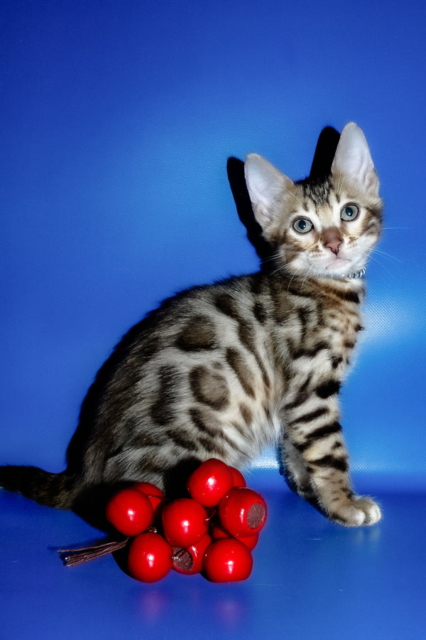 Ilan | Bengal Kitten