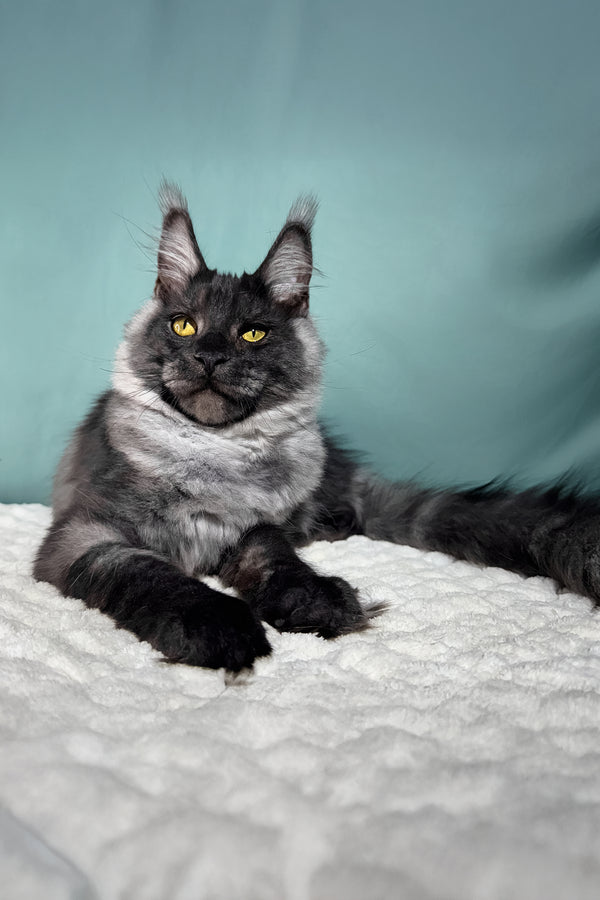 Impuls | Maine Coon Kitten