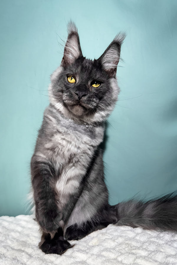 Impuls | Maine Coon Kitten