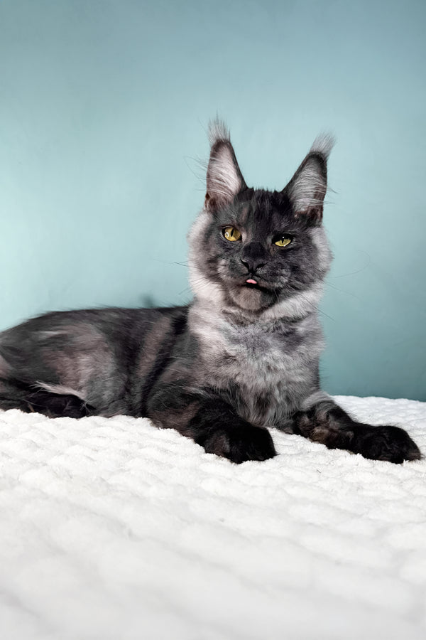 Impuls | Maine Coon Kitten