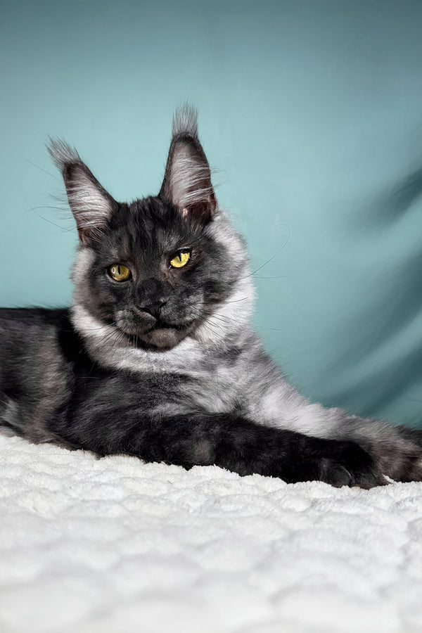 Impuls | Maine Coon Kitten