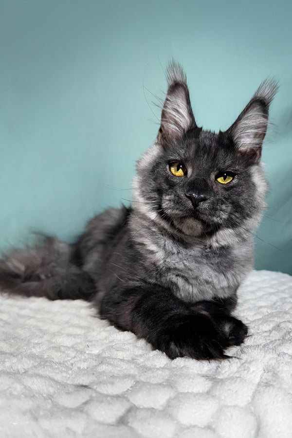 Impuls | Maine Coon Kitten