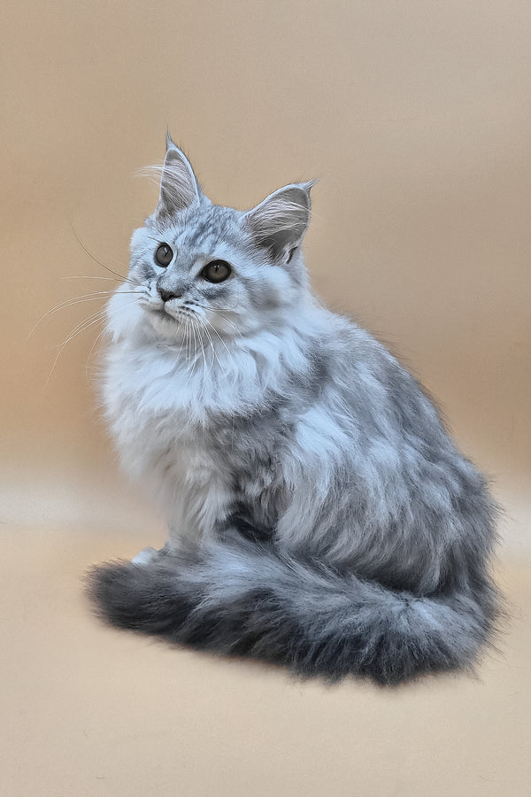 Indi | Maine Coon Kitten