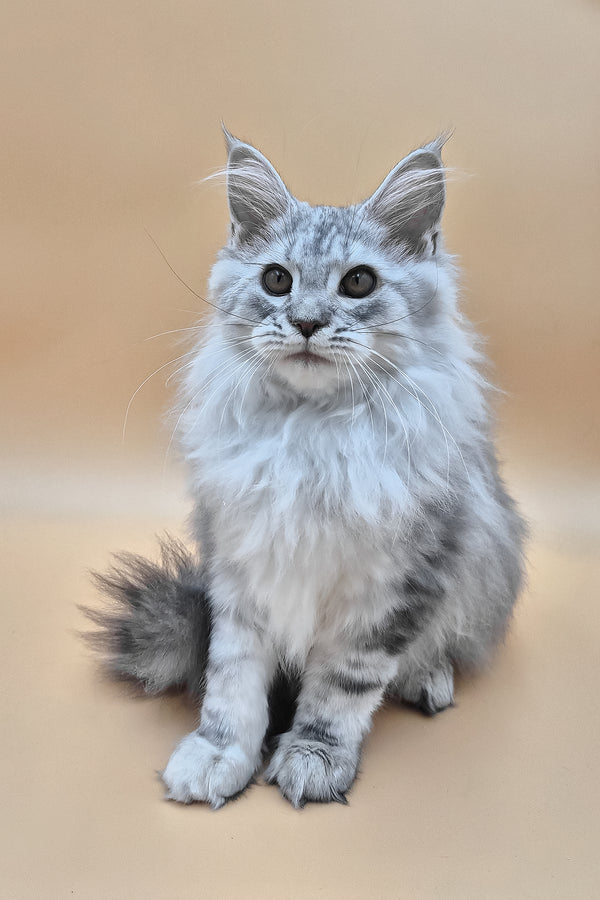 Indi | Maine Coon Kitten