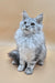 Indi | Maine Coon Kitten