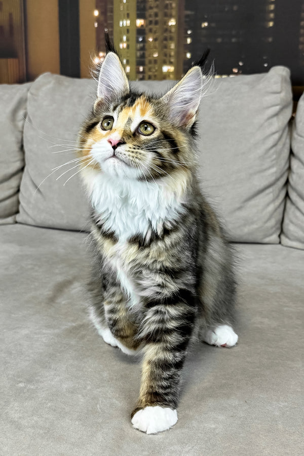 Indiana | Maine Coon Kitten