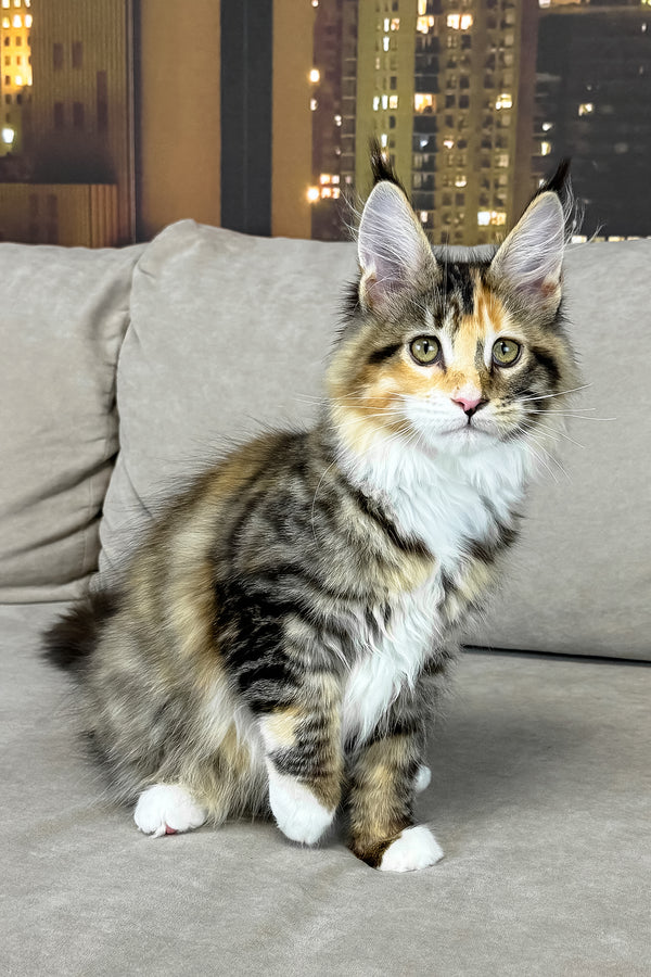 Indiana | Maine Coon Kitten