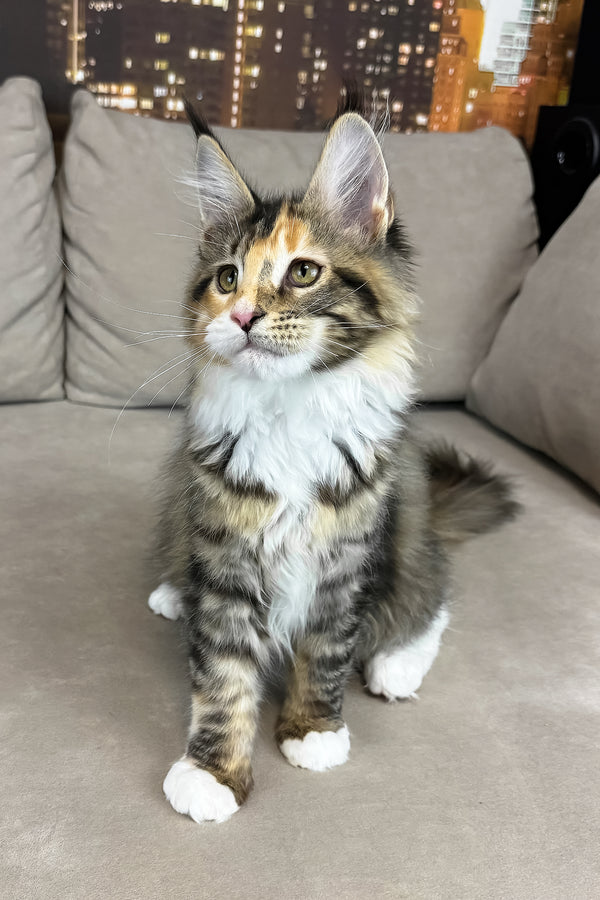 Indiana | Maine Coon Kitten