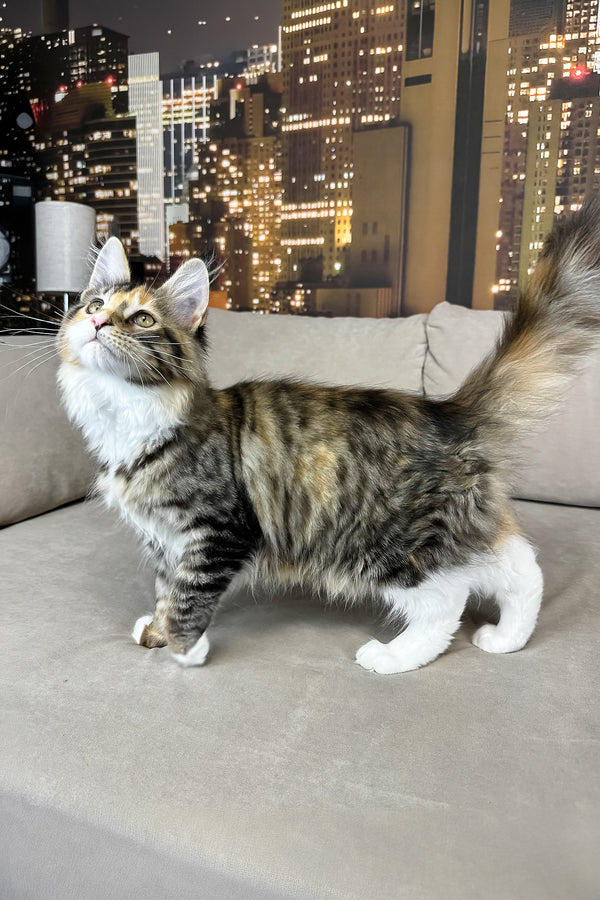 Indiana | Maine Coon Kitten