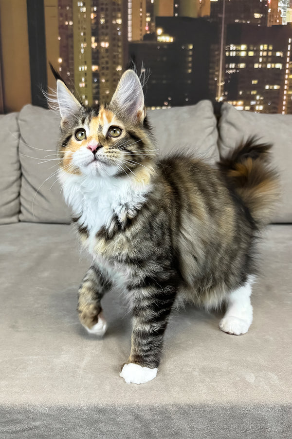Indiana | Maine Coon Kitten