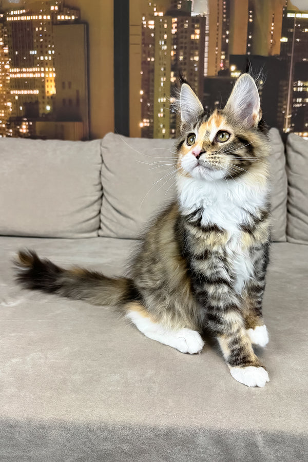 Indiana | Maine Coon Kitten