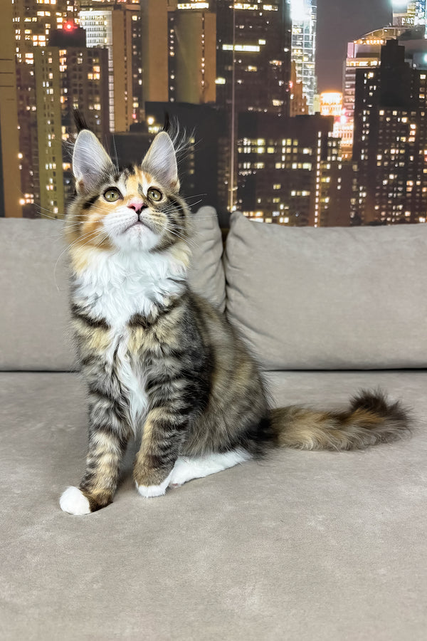 Indiana | Maine Coon Kitten