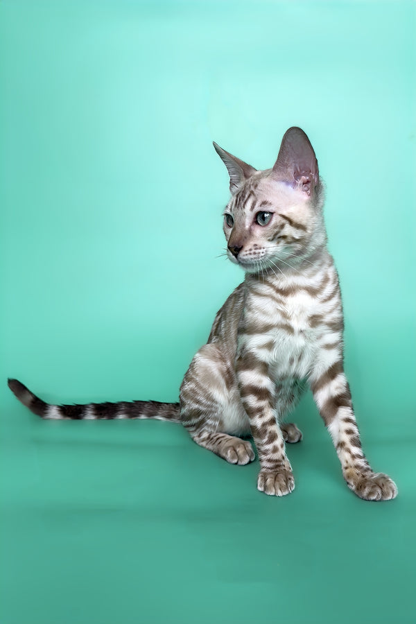 Indigo | Bengal Kitten