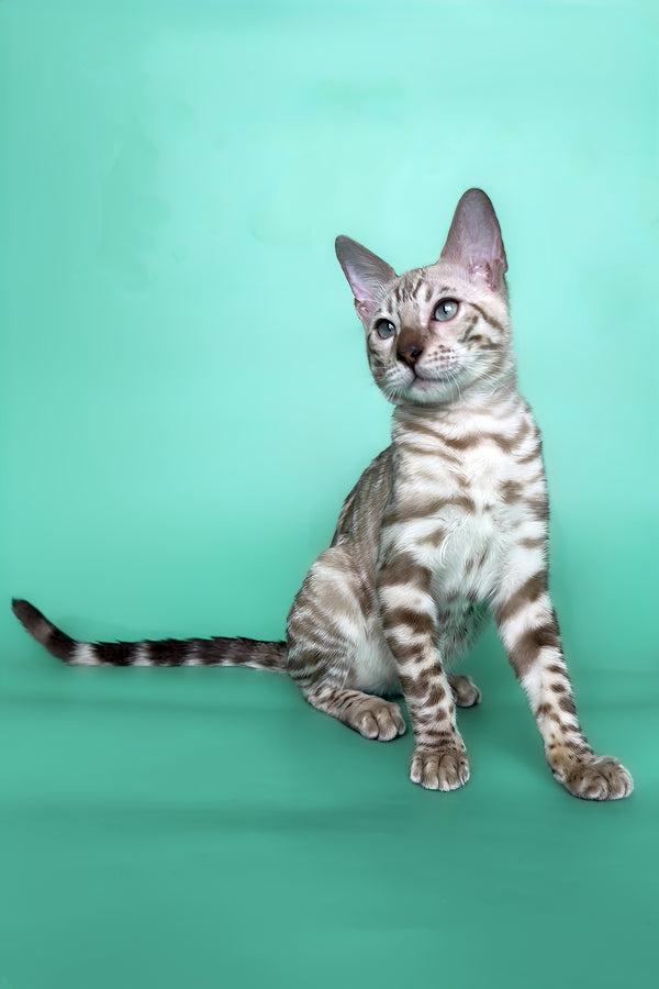 Indigo | Bengal Kitten