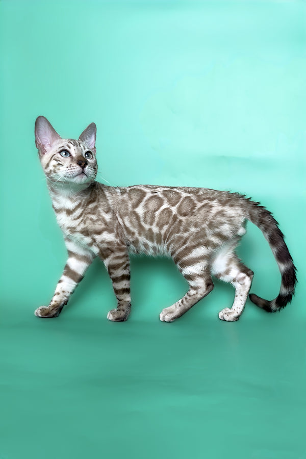 Indigo | Bengal Kitten
