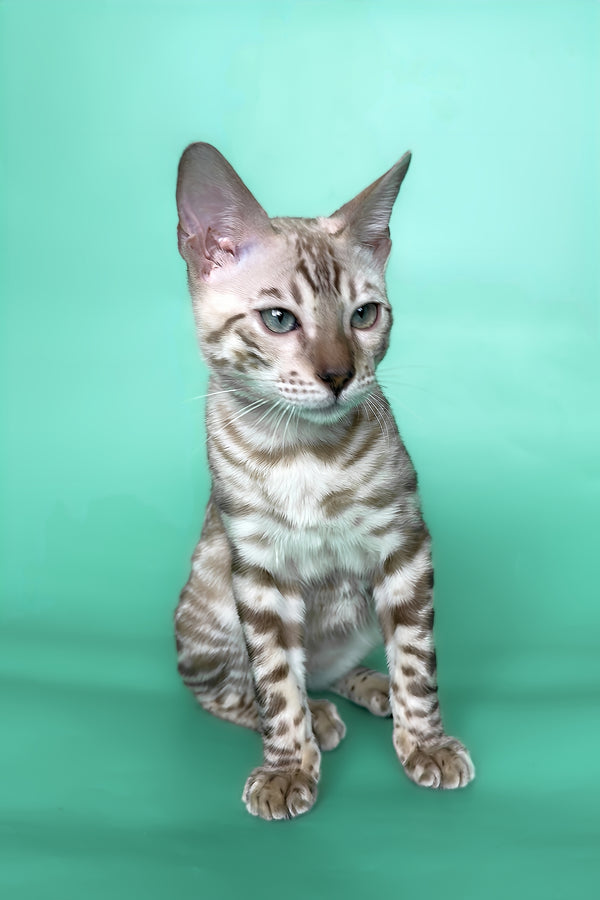 Indigo | Bengal Kitten