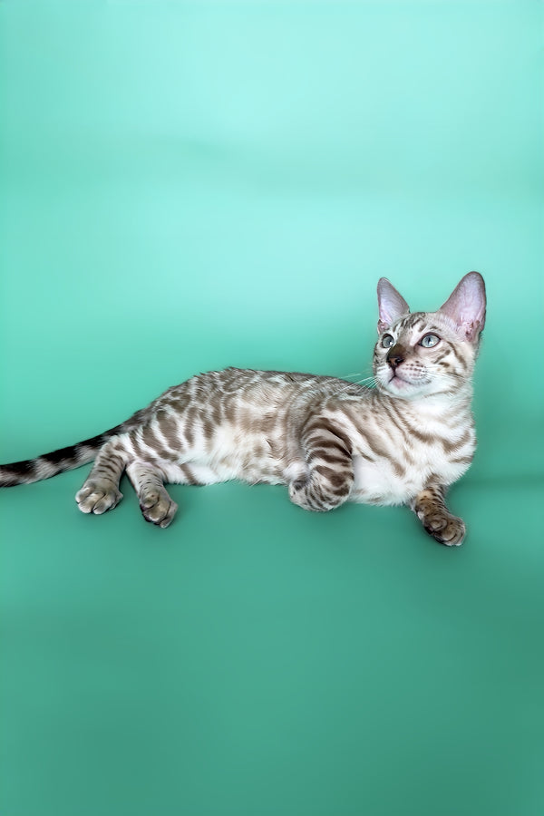 Indigo | Bengal Kitten