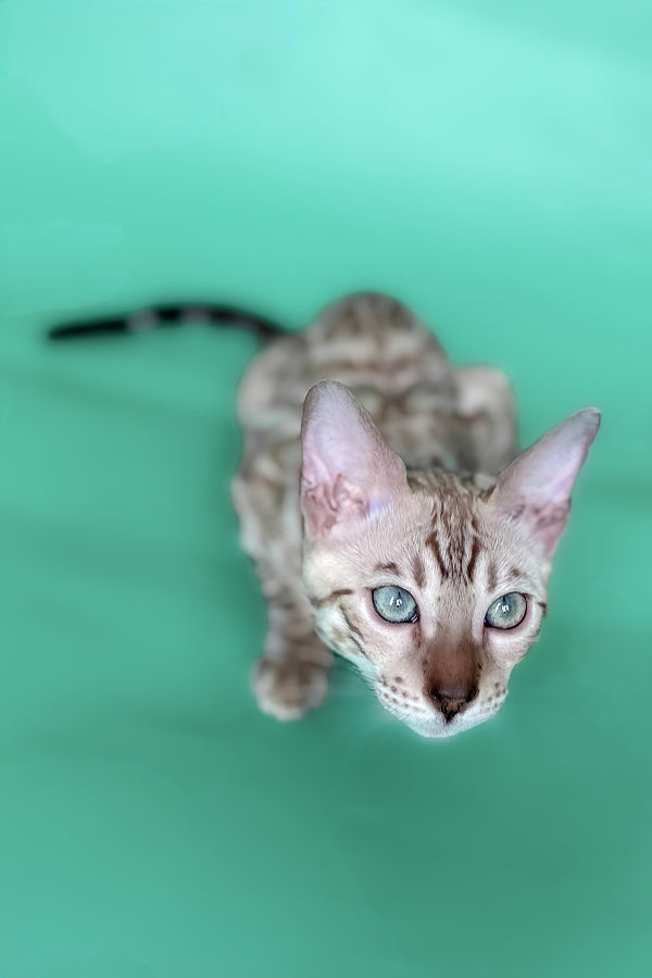 Indigo | Bengal Kitten
