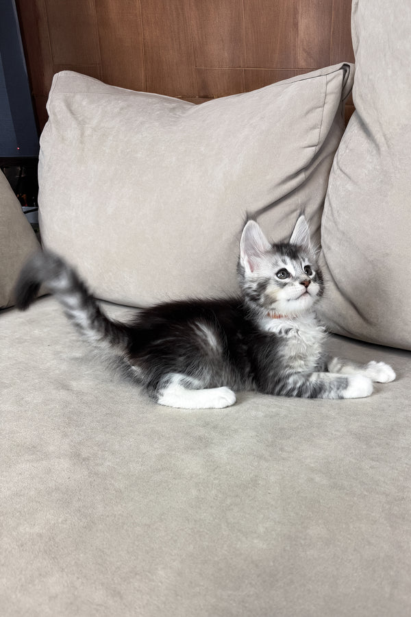 Indigo | Maine Coon Kitten