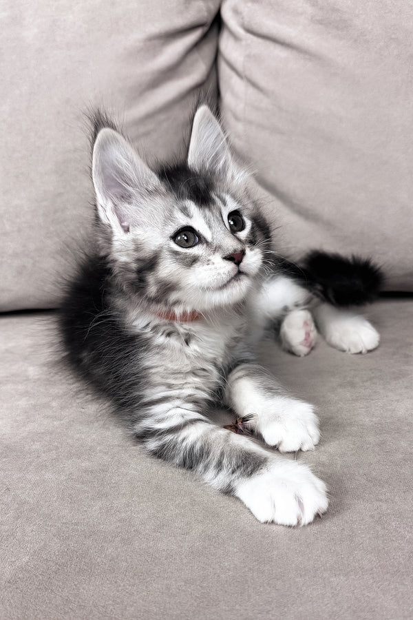 Indigo | Maine Coon Kitten