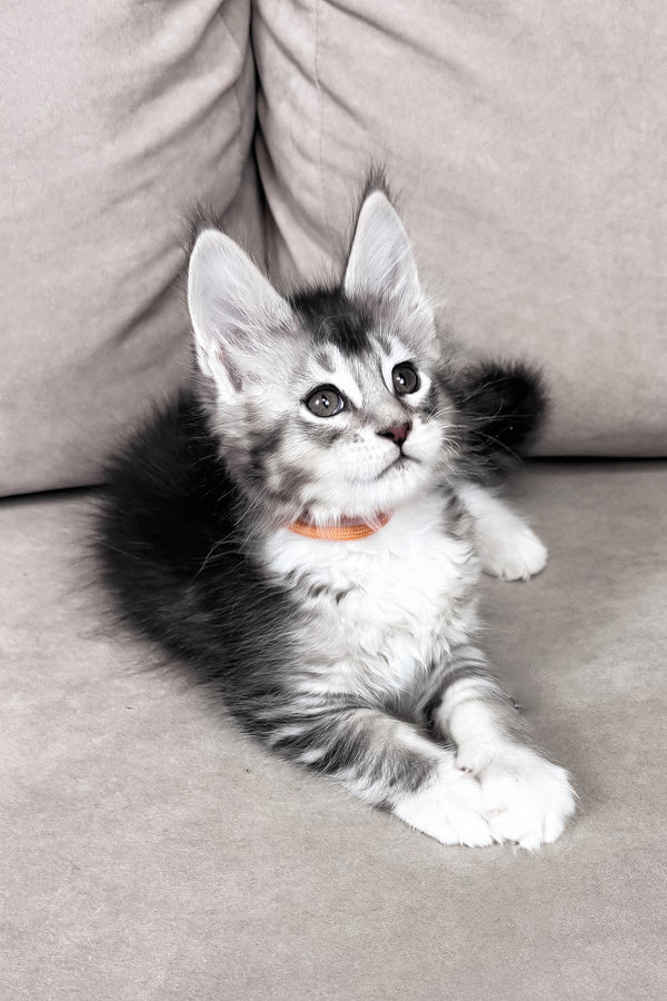 Indigo | Maine Coon Kitten