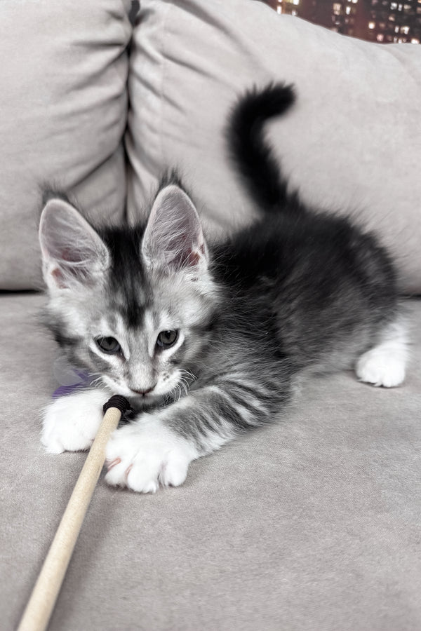 Indigo | Maine Coon Kitten