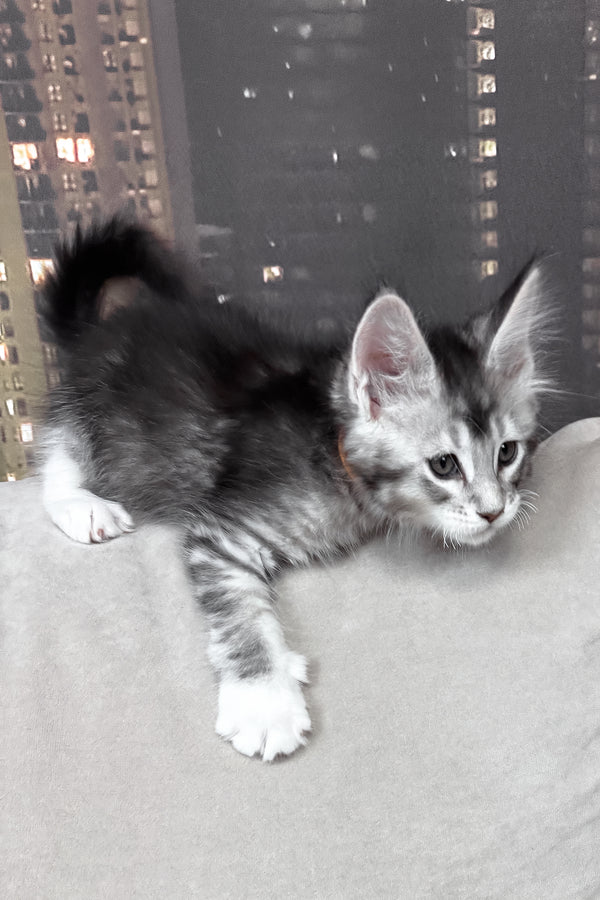 Indigo | Maine Coon Kitten