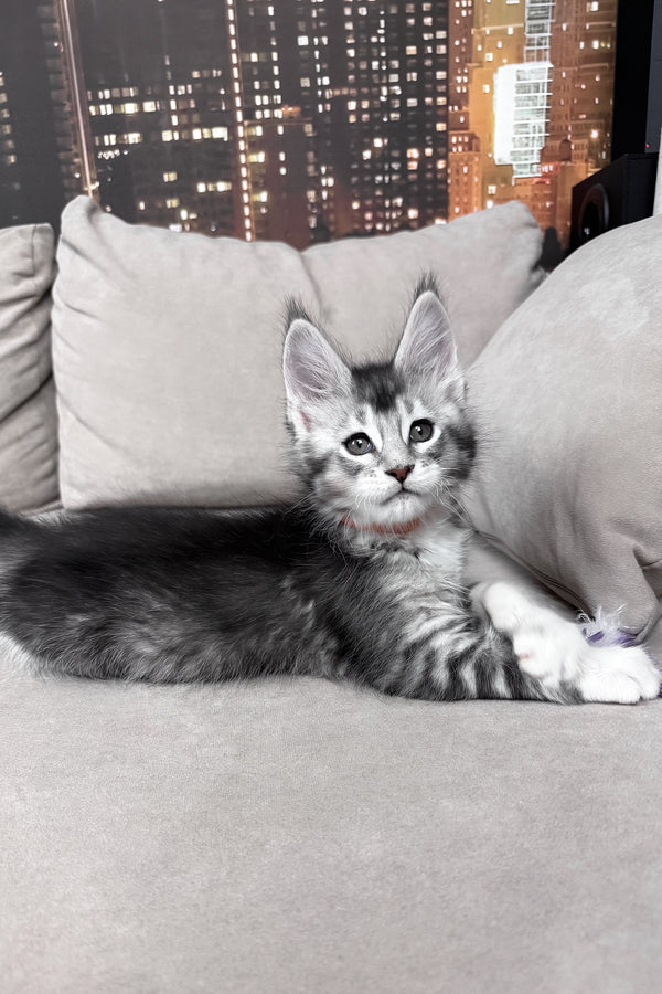 Indigo | Maine Coon Kitten