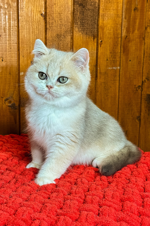 Indigo | British Shorthair Kitten
