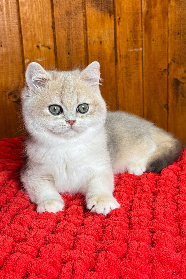 Indigo | British Shorthair Kitten