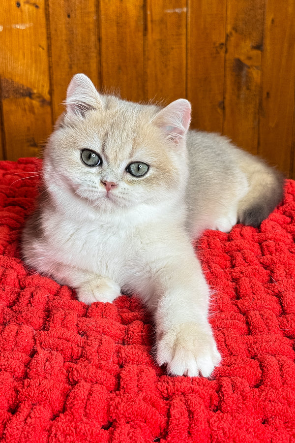 Indigo | British Shorthair Kitten