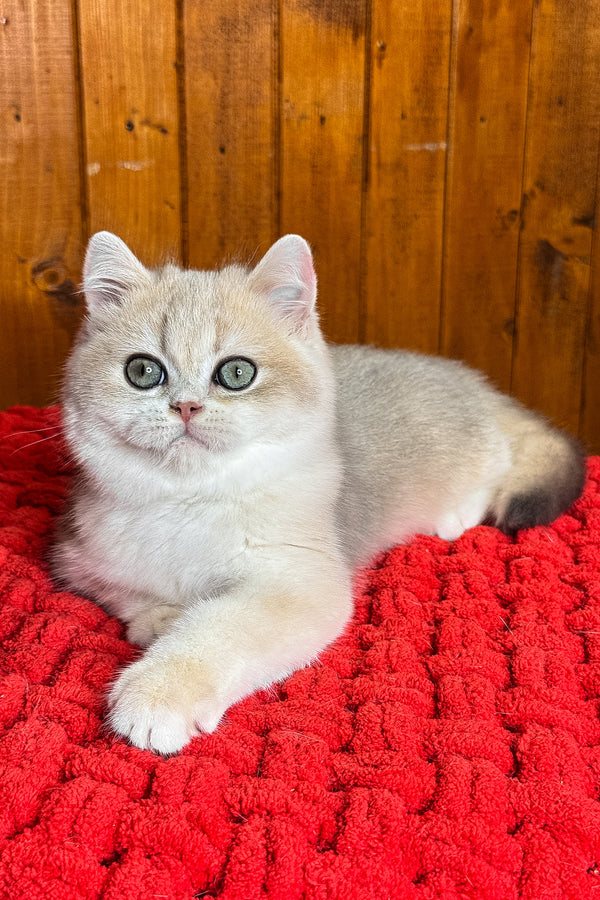 Indigo | British Shorthair Kitten