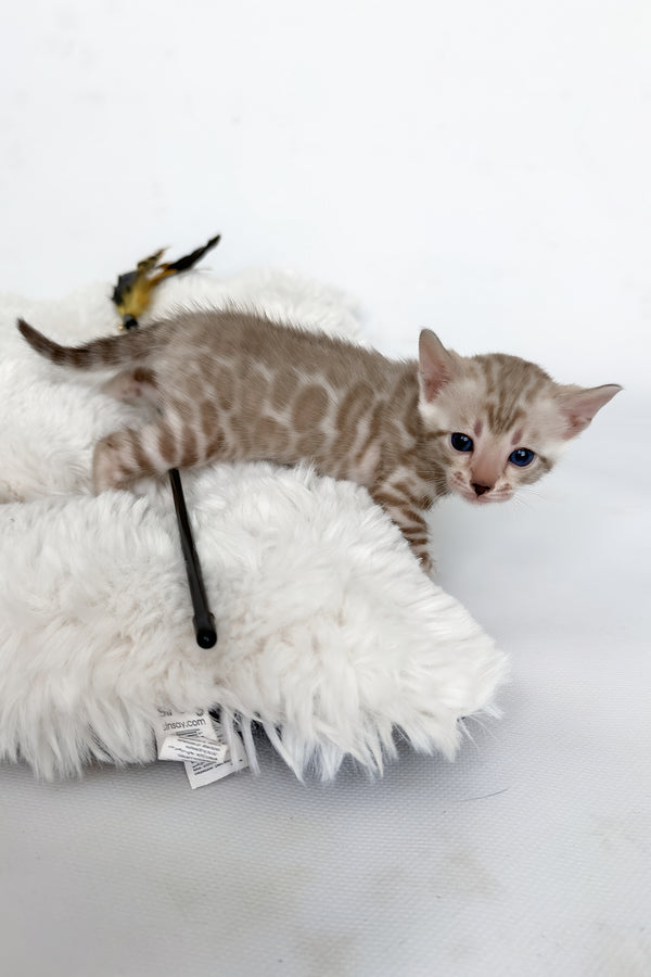 Infinity | Bengal Kitten