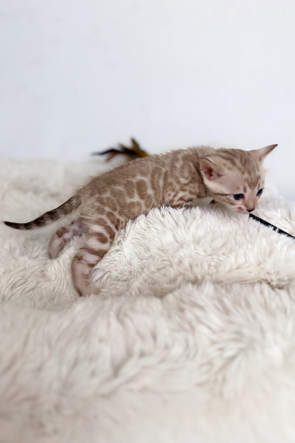 Infinity | Bengal Kitten