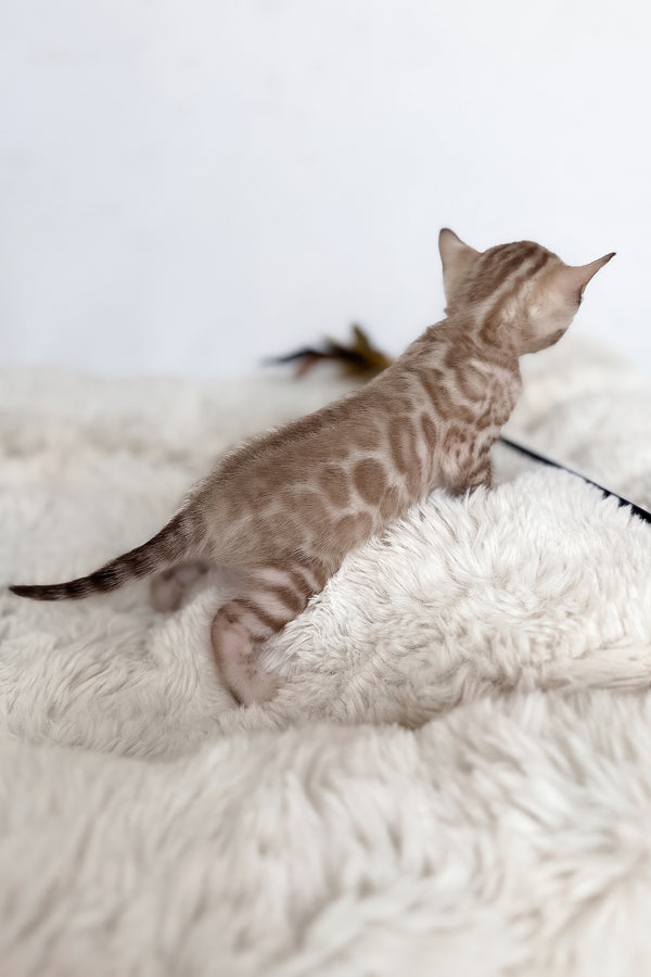Infinity | Bengal Kitten