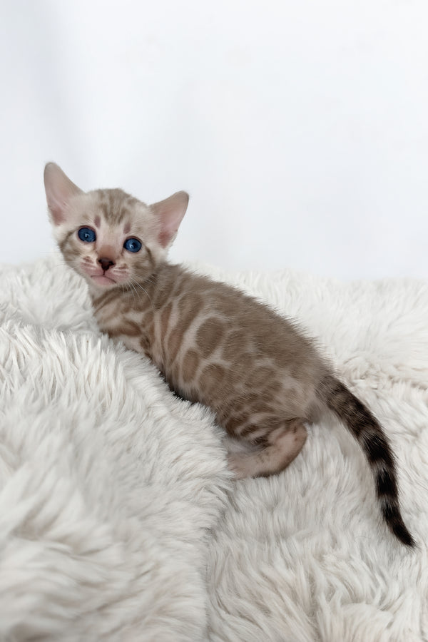 Infinity | Bengal Kitten