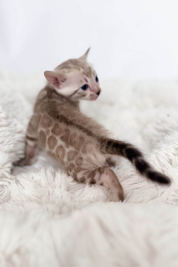 Infinity | Bengal Kitten