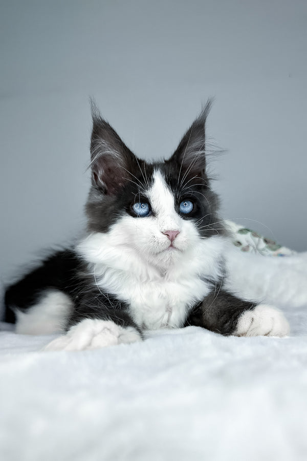 Iona | Maine Coon Kitten